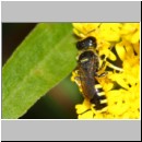 Ectemnius lapidarius - Grabwespe w05a 9mm Sandgrube Niedringhaussee-det.jpg